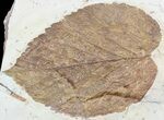 Huge, Paleocene Fossil Leaf (Davidia) - Montana #56673-1